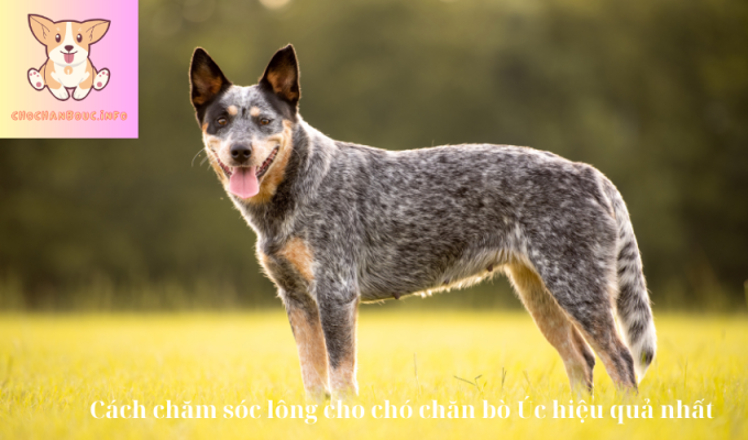 Cách chăm sóc lông cho chó chăn bò Úc hiệu quả nhất