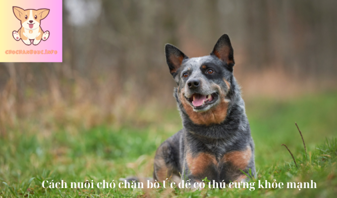 Cách nuôi chó chăn bò Úc để có thú cưng khỏe mạnh