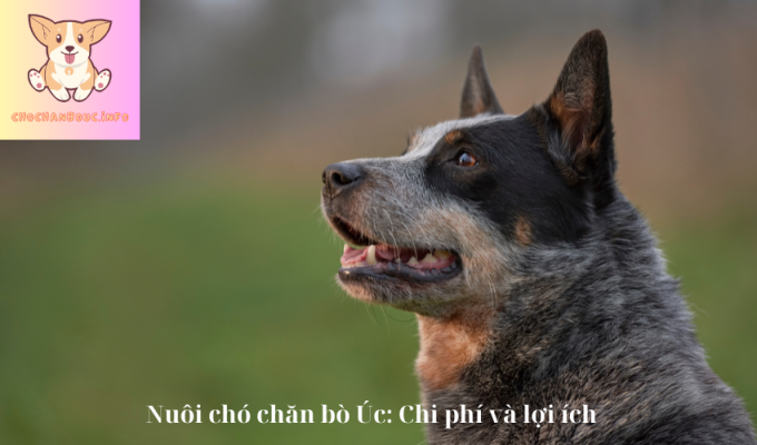 Nuôi chó chăn bò Úc: Chi phí và lợi ích