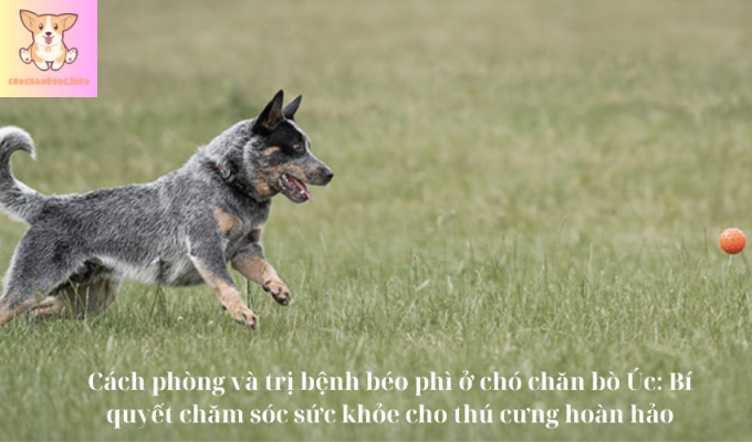 Cách phòng và trị bệnh béo phì ở chó chăn bò Úc: Bí quyết chăm sóc sức khỏe cho thú cưng hoàn hảo