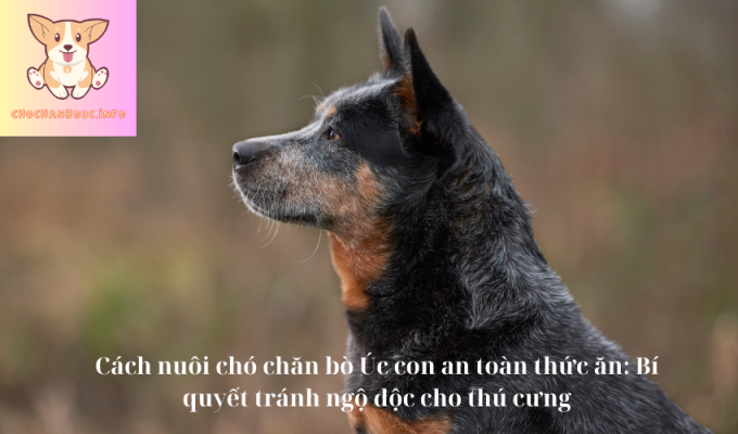 Cách nuôi chó chăn bò Úc con an toàn thức ăn: Bí quyết tránh ngộ độc cho thú cưng