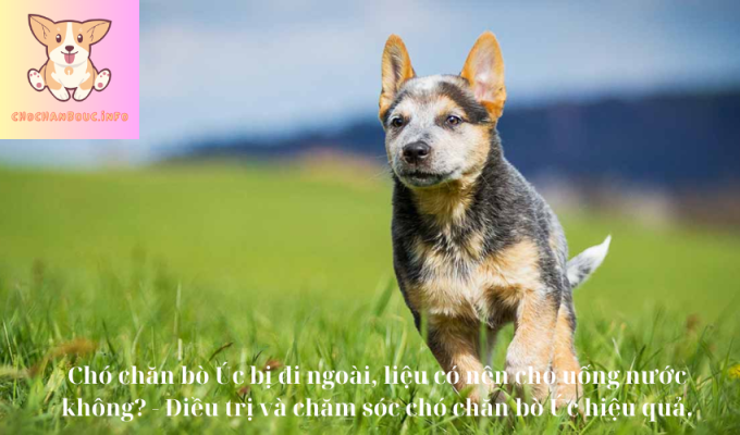 Chó chăn bò Úc bị đi ngoài, liệu có nên cho uống nước không? – Điều trị và chăm sóc chó chăn bò Úc hiệu quả.