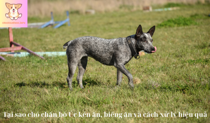 Tại sao chó chăn bò Úc kén ăn, biếng ăn và cách xử lý hiệu quả