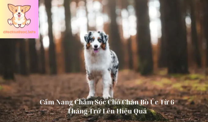 Cẩm Nang Chăm Sóc Chó Chăn Bò Úc Từ 6 Tháng Trở Lên Hiệu Quả