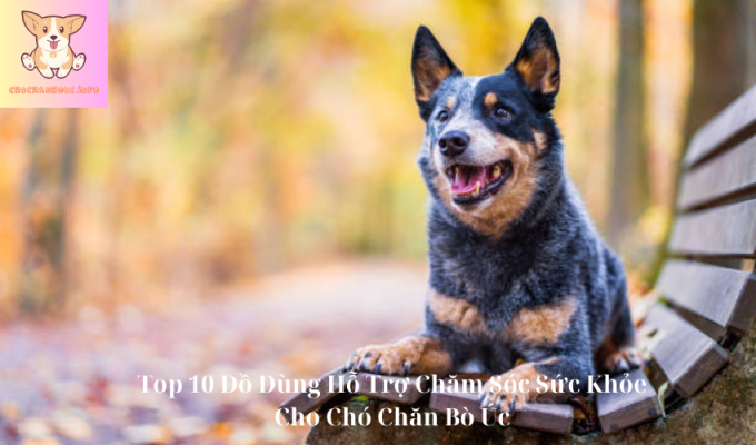 Top 10 Đồ Dùng Hỗ Trợ Chăm Sóc Sức Khỏe Cho Chó Chăn Bò Úc