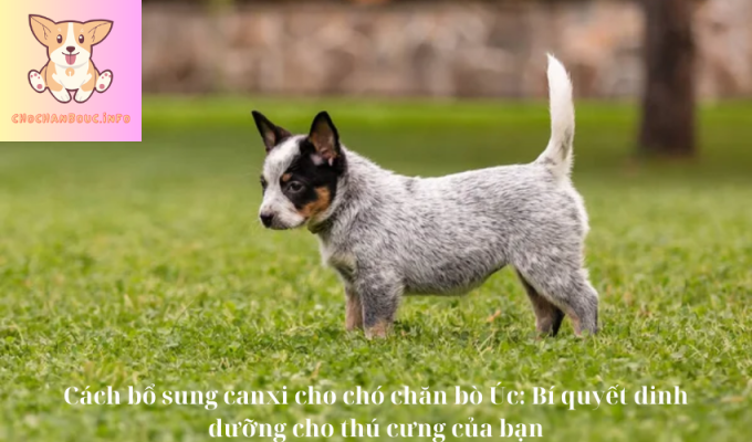 Cách bổ sung canxi cho chó chăn bò Úc: Bí quyết dinh dưỡng cho thú cưng của bạn