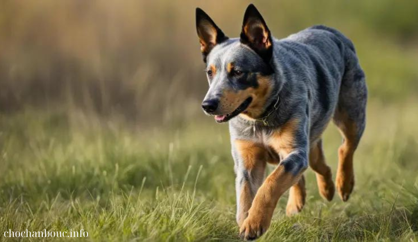 How to prevent and manage Australian Cattle Dog hip dysplasia for lifelong joint health