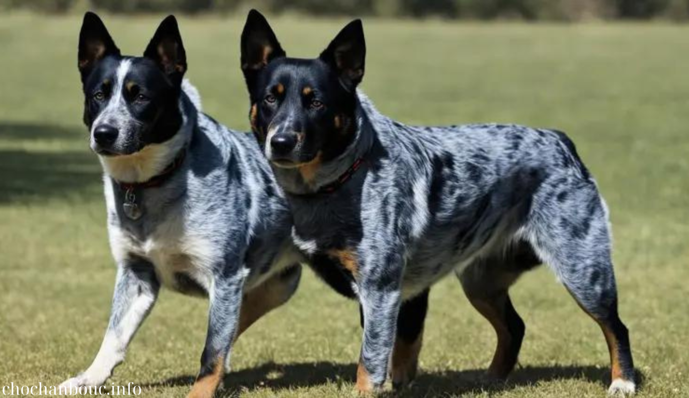 Australian Cattle Dog breed information and characteristics for a well rounded understanding